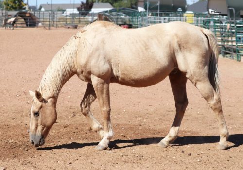 IMG_2071_edited-1-topaz