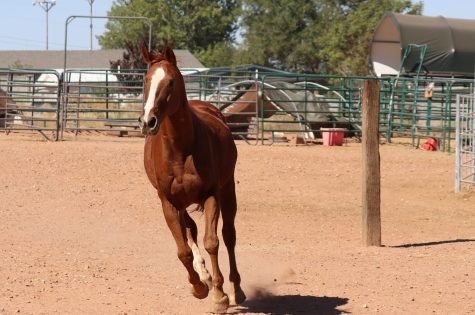 IMG_2210_edited-1-topaz